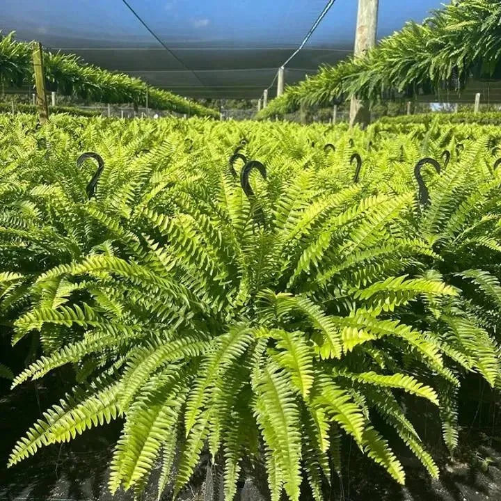 🔥Each $9.99 On Sale Only Today💛Glowing Boston Ferns with Lights – 🌿 Zero Watering, Zero Maintenance