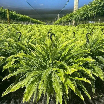🔥Each $9.99 On Sale Only Today💛Glowing Boston Ferns with Lights – 🌿 Zero Watering, Zero Maintenance